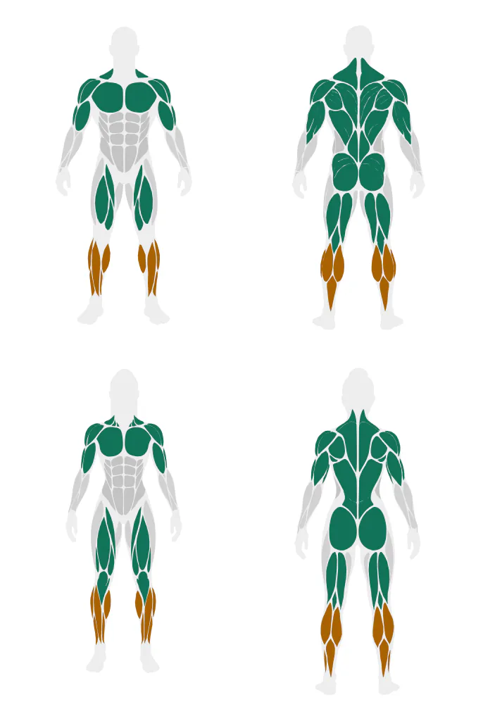 Muscle maps of a push, pull and legs week. Shoulders 18, back 14, glutes 11 and hamstrings 10.5 reach the range. Chest and quads sit at 7, biceps at 8.5, triceps at 8 and calves at 3.5.